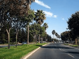 Trees instead of umbrellas and roofs – Karbala Road for visitors –