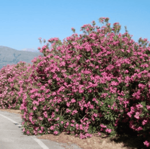 Recommended trees for the campaign to plant 12 billion trees in Iraq (Karbala Governorate as an example)