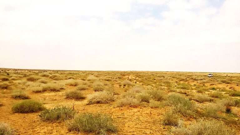 How do we maintain the sustainability of natural vegetation in Iraq (Karbala Governorate as a model)