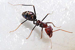 250px-Meat eater ant feeding on honey02