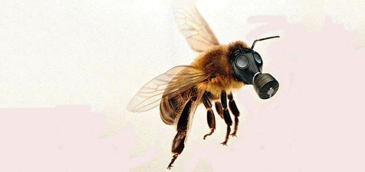 مركبات-النيونيكوتينويد-تهدد-النحل