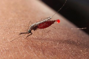 mosquito 2 1-300x199